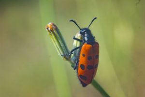 small red beetle bug